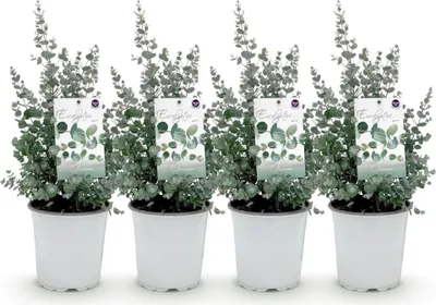Obrázek produktu pro Eukalyptus Eucalyptus gunnii - šedý - mrazuvzdorný - 4 rostliny - rostlina na