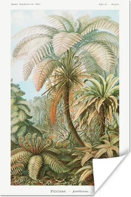 Produktbild von MuchoWow® Poster Vintage - Alte Meister - Farne - Pflanzen - Natur 120x180 cm - Kunstposter