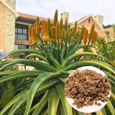 Obrázek produktu pro Semena Aloe Thraskii - balení 10 ks - Exotická semena - Robustní - Aloe dunová