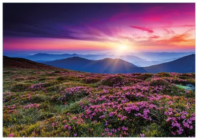 Produktbild von Wallario Premium Glasbild, freischwebende Optik, kräftige Farben, Größe 100 x 70 cm Motiv Blumenbedeckte Wiese bei Sonnenuntergang