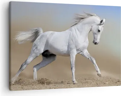 Produktbild von Bild auf Leinwand - Leinwandbild - Pferd weiß Tier - 70x50cm - Wand Bild - Wanddeko - Wandbilder - Leinwanddruck - Bilder - Kunstdruck - Wanddekoration - Leinwand bilder - Wandkunst - AA70x50-0167