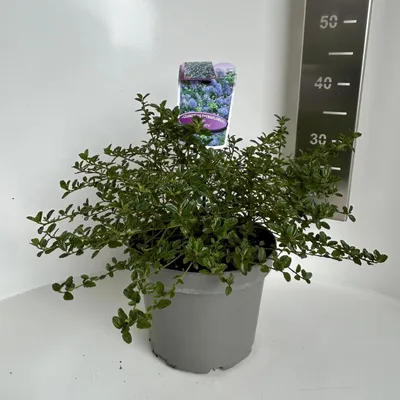 Zdjęcie produktu dla Ceanothus thyr. 'Repens' – kwitnąca w workach | 30–40 cm w doniczce