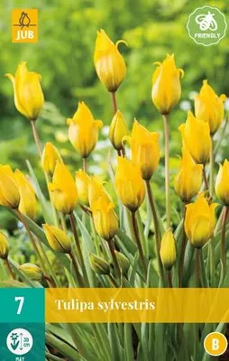 Produktbild von Tulpe sylvestris (7 Stück) | Tulpenzwiebeln von Jub Holland