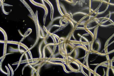 Immagine prodotto di Nematodi Ferrarium contro la mosca nera 6 milioni di euro