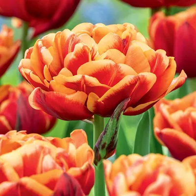 Image de Tulipes Bulbes Fleurs Tulipe double Congo 5 pcs.