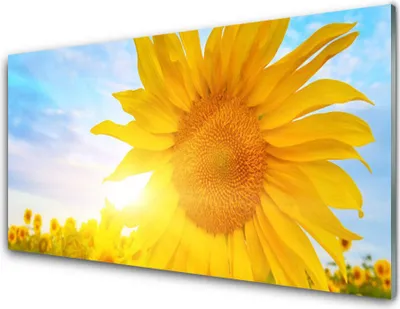 Produktbild von Acrylglasbilder 100x50 Wandbild Druck Sonnenblume Pflanzen