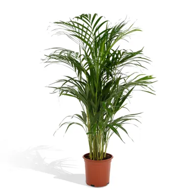 Produktbild von Meergroothandel Dypsis Lutescens (Areca-Palme) - 110 cm, Ø21 cm