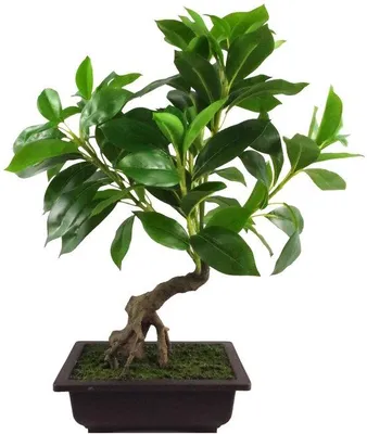 Obrázek produktu pro Bonsai, 50 cm, zelený, z různých materiálů