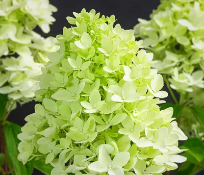 Produktbild von Dehner Rispen-Hortensie Limelight, weiße Blüten, ca. 30-40 cm, 5 l Topf, Zierstrauch