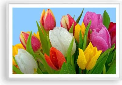 Produktbild von Gerahmtes Poster - Weißer Rahmen - Tulpen Blumenstrauß Blumen Tau - 91,5x61 cm - Wand Bild - Wanddeko - Wandbilder - Wandposter - Bilderrahmen - Bilder - Kunstdruck - Wandbild - P2WAA91x61-2526
