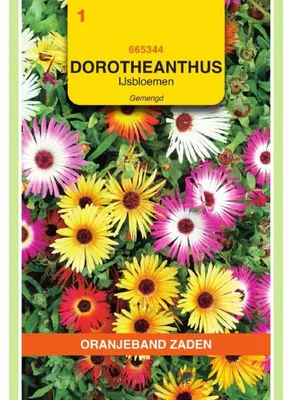 Imagen del producto de Oranjeband (Dorotheanthus bellidiformis) - Flor de mediodía - 1 paquete de semillas