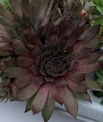 Produktbild von Hauswurz - Sempervivum 'Big Sam Power Grenade' - Dachwurz, Sempervivum, winterhart im Topf 11 cm - 11 cm