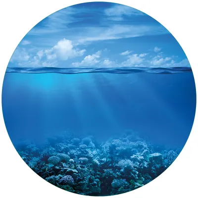 Produktbild von Wallario Premium Glasbild, freischwebende Optik, kräftige Farben, rund 50cm Durchmesser, Motiv Unterwasserwelt Meer