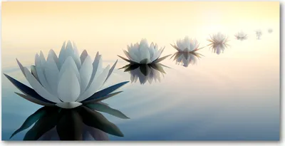 Produktbild von Tulup® Glas-Bild - 100x50 -Wandkunst - Wandbild hinter gehärtetem Sicherheitsglas  - Blumen & Pflanzen - Lotusblumen - Weiß