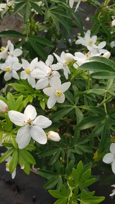 Image de Choisya ternata GREENFINGERS® 'Lissfing' / Oranger du Mexique
