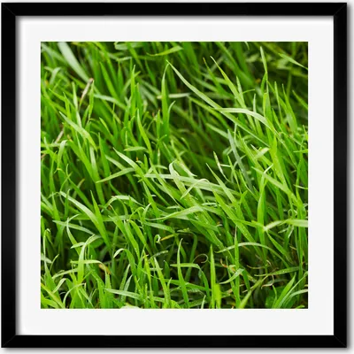 Produktbild von Bild - 50 cm x 50 cm - MDF - Rahmen, Wandkunst - Gras