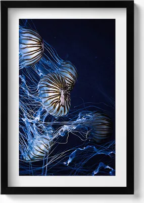 Produktbild von Blaue Quallen im Wasser– Wandbild mit Rahmen – Gerahmtes Bild  – Wanddekoration – 40x60 cm –  Schwarz