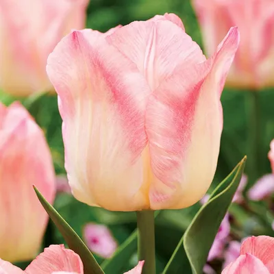 Zdjęcie produktu dla Tulipan Triumph Pink Dream 5 szt. Tulipany Cebulki Tulipanów Cebule