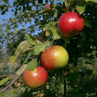 Produktbild von Apfel Apfelbaum Obstbaum Malus versch. Sorten und Größen Terrassenobst Busch, Apfel:Terrasse Gravensteiner