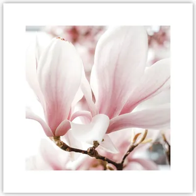 Produktbild von Poster - Poster ohne Rahmen - Zweig Magnolie Blume - 30x30 cm - Wand Bild - Wanddeko - Wandbilder - Kunstposter - Wandposter - Bilder - Kunstdruck - Wanddekoration - Wandbild - P2XAC30x30-4538