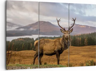Produktbild von Bild auf Leinwand - Leinwandbild - 3 Teile - Rehe Wiese Berge - 105x70cm - Wand Bild - Wanddeko - Wandbilder - Leinwanddruck - Bilder - Wanddekoration - Leinwand bilder - Wandbild - CE105x70-4231