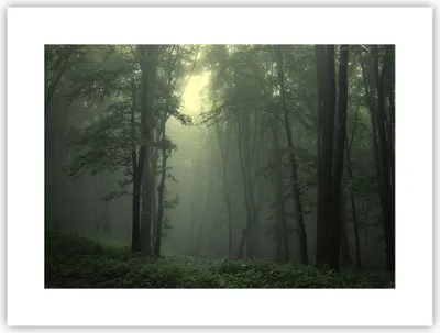 Produktbild von Poster - Poster ohne Rahmen - Wald Nebel Baum - 40x30 cm - Wand Bild - Wanddeko - Wandbilder - Kunstposter - Wandposter - Bilder - Kunstdruck - Wanddekoration - Wandbild - P2XAA40x30-3543