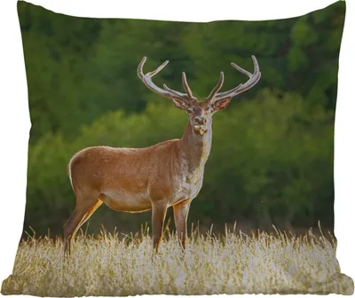 Produktbild von MuchoWow® Outdoor Kissen - Hirsch - Geweih - Gras - Natur - Tiere - Grün - 50x50 cm - Wetterfest - Lounge Kissen - Komfortabel - Kissen mit Bild