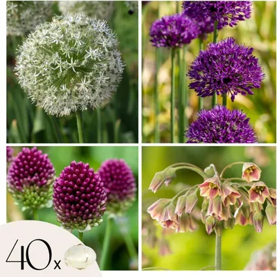 Produktbild von Glücklicher Schmetterling - 40 Stk - Blumenzwiebeln - Mehrfarbig