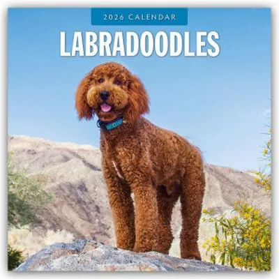 Produktbild von Labradoodles - Labradoodle 2026 - 16-Monatskalender
