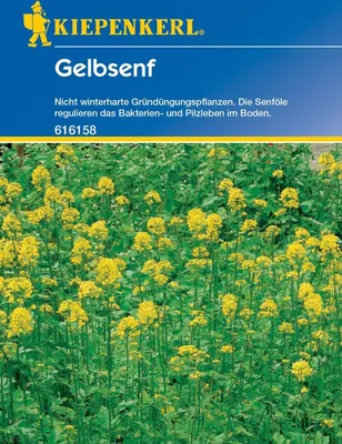 Produktbild von Gelbsenf, 80 g für ca. 20 m², nicht winterharte Gründüngungspflanze