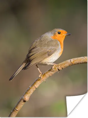 Produktbild von MuchoWow® Poster Rotkehlchen - Vogel - Natur 30x40 cm - Wandplakat - Poster Kinderzimmer