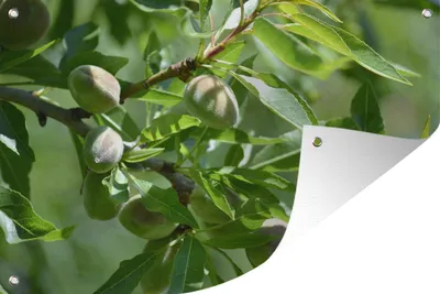 Obrázek produktu pro MuchoWow® Zahradní plakáty - Mandlové ořechy - 90x120 cm - Zahradní dekorace