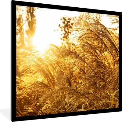Produktbild von MuchoWow® Gerahmtes Poster Pampasgras - Sonne - Gras 40x40 cm - Poster mit Schwarzem Bilderrahmen Wandposter Rahmen Foto Bilder - Mit Rahmen - Wanddekoration Schlafzimmer