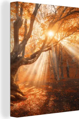 Produktbild von MuchoWow® - Leinwandbilder - Baum - Natur - Herbst, Wandbild, Wanddeko Bilder Wohnzimmer, 30x40 cm