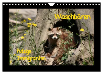 Produktbild von Waschbären (Wandkalender 2027 DIN A4 quer), CALVENDO Monatskalender
