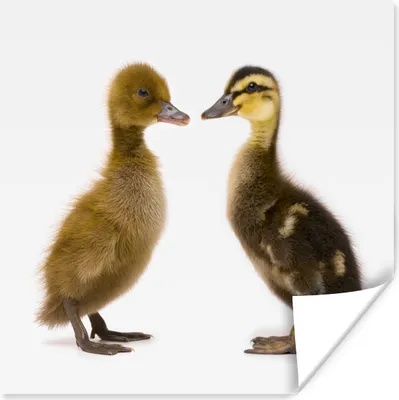 Produktbild von MuchoWow® Poster Zwei Baby-Enten 30x30 cm - Wandposter - Printing