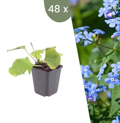 Produktbild von Plants by Frank | 48 Kaukasus-Vergissmeinnicht Pflanzen | Brunnera Macrophylla | Stauden | Winterhart | Mehrjährig | Gartenpflanzen
