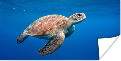 Produktbild von MuchoWow® Poster Schildkröte im Ozean 80x40 cm - Wanddeko