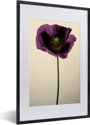 Produktbild von MuchoWow® MuchoWow® Gerahmtes Poster Nahaufnahme eines violetten Mohns 40x60 cm - Poster mit zchwarzem Bilderrahmen - Poster in Rahmen