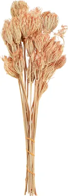 Produktbild von Trockenblumen Fenchel Lachs Deko-Strauß 50cm 100g