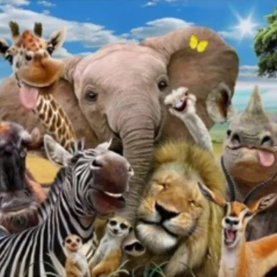 Obrázok produktu pre Obraz podľa čísel, motív: Safari, rozmer 40x50 cm
