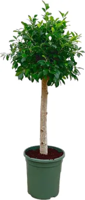Produktbild von Trendyplants - Ficus Nitida am Stamm - Gummibaum - Zimmerpflanze - Höhe 120-140 cm - Topfgröße Ø30cm