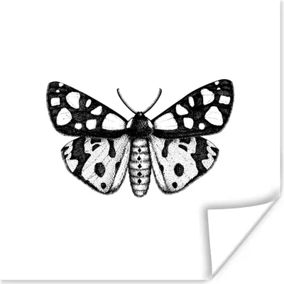 Produktbild von MuchoWow® Poster Schmetterling - Vintage - Schwarz und weiß 75x75 cm - Wand Dekoration