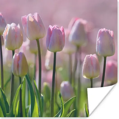 Produktbild von MuchoWow® Poster Rosa Tulpen im Frühling 30x30 cm - Wandposter - Printing