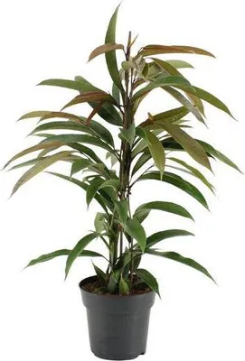 Produktbild von Gummibaum Ficus Amstel King Ø17cm ↕70cm Pflegeleichte Zimmerpflanze Büro