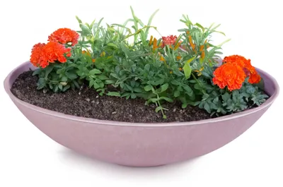 Produktbild von Flache Pflanzschale für draussen Dekoschale rund altrosa 45 cm