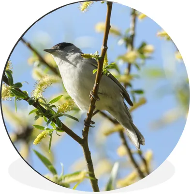 Produktbild von MuchoWow® Aluminium Wandkreis Vogel im Baum Ø 60 cm Wanddeko Modern Wohnzimmer - Wand Kreis - Wandbild - Schlafzimmer - Aluminium Bild - Kinderzimmer - Wohnzimmer Dekoration - Wandschmuck