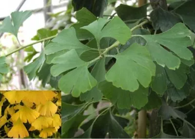 Produktbild von Fächerblattbaum - Ginkgo biloba -  Mädchenblattbaum - 125-150cm