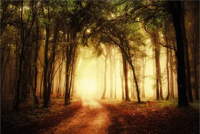 Produktbild von Wallario Premium Vliestapete Fototapete Sonnenuntergang auf dem Waldweg in der Größe 400 x 267 cm, extra dick, wird in 5 Teilen geliefert
