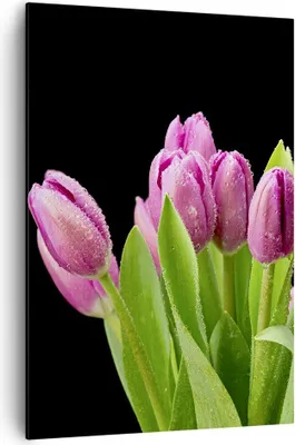 Produktbild von Bild auf Leinwand - Leinwandbild - Einteilig - Tulpen Blumenstrauß Tau Tropfen - 70x100cm - Wand Bild - Wandbilder - Leinwanddruck - Wanddekoration - Leinwand bilder - Wandbild - PA70x100-2486
